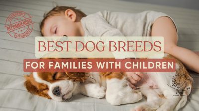 Best dog breeds for families with babies: This guide helps you choose a canine companion that's a good fit for your growing family.
