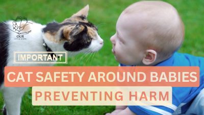 Cat safety with babies: This image demonstrates safe and positive interactions between cats and babies, preventing scratches and bites.